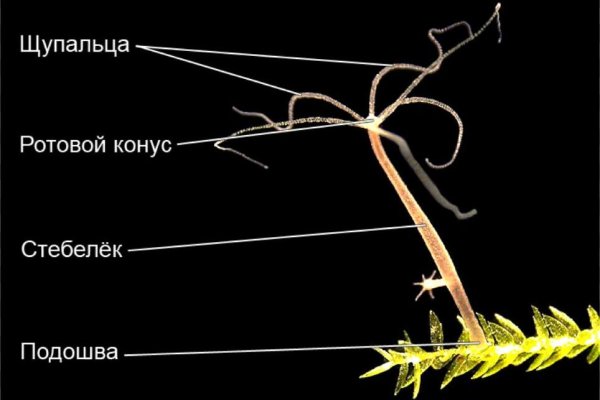 Кракен сайт сегодня